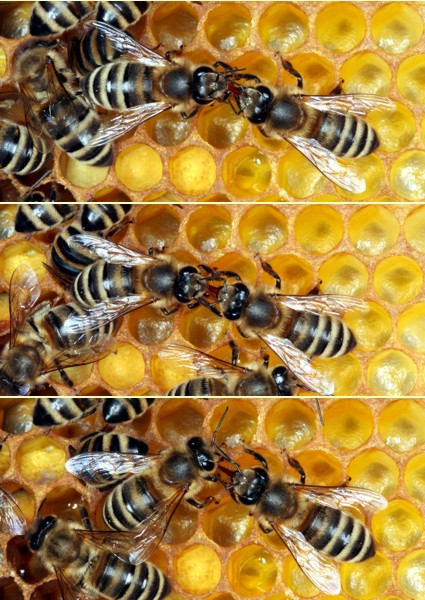 Trophallaxis - sozialer Futteraustausch zwischen Honigbienen